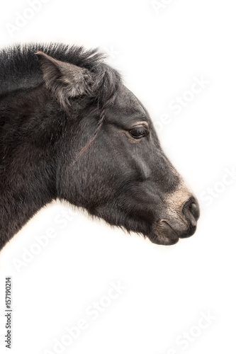 horse head  profile on white
