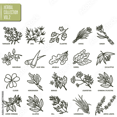 Hand drawn vector set of herbs and spices vintage illustrations.