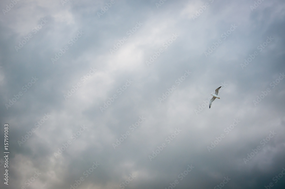 Soaring Gull