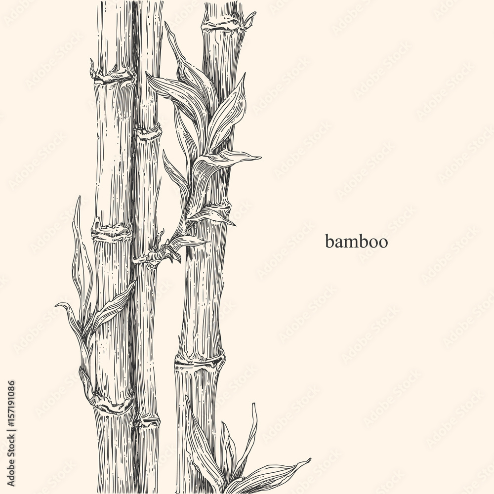 Naklejka premium Beautiful background with bamboo. Vintage style. Vector illustration.