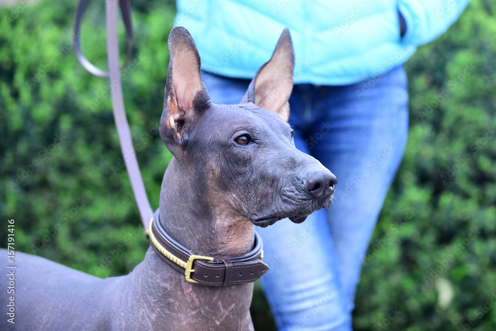 pet on walk, hairless dog with grey color skin outdoor pet on walk, hairless dog with grey color skin outdoor