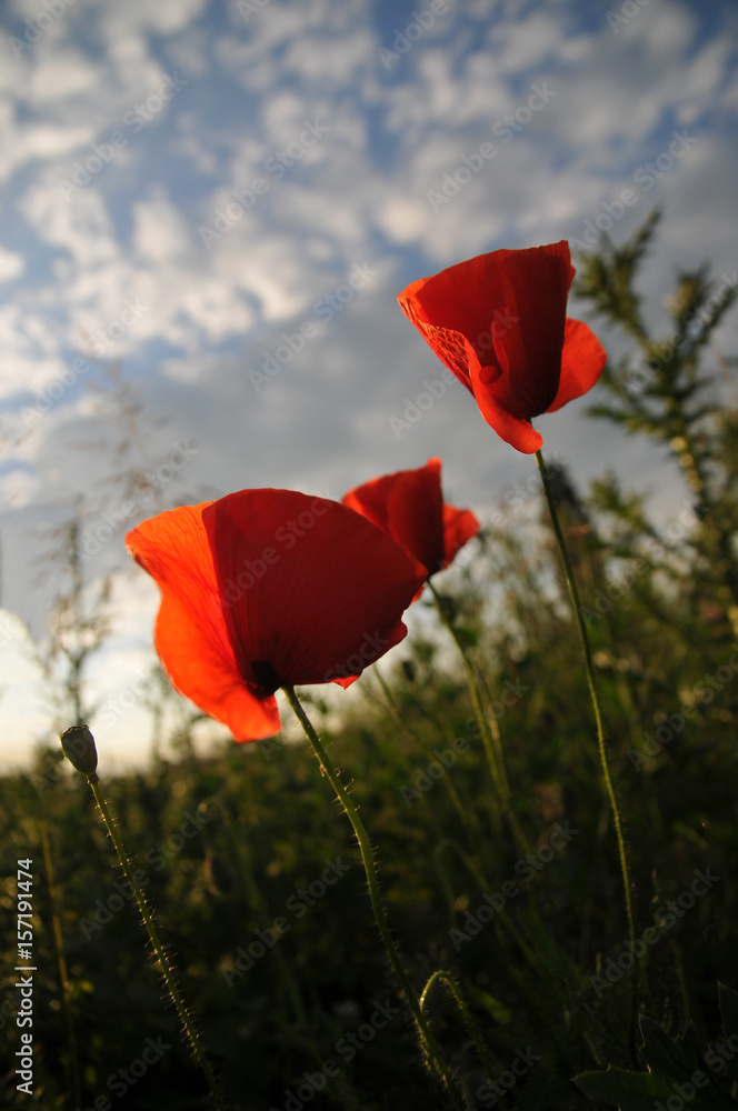 Fototapeta premium Beautiful red poppies at sunset 