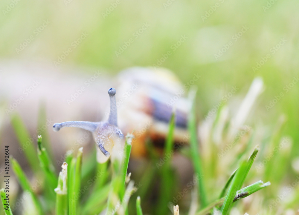 Snail in the grass - macro with low depth of field. Snail in the grass - macro with low depth of field.