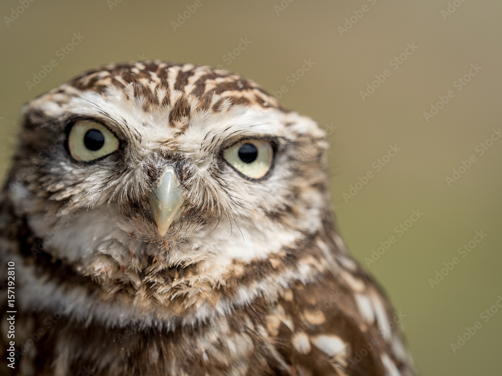 Naklejka premium Zbliżenie portret sowy (Athene noctua) z dużymi oczami