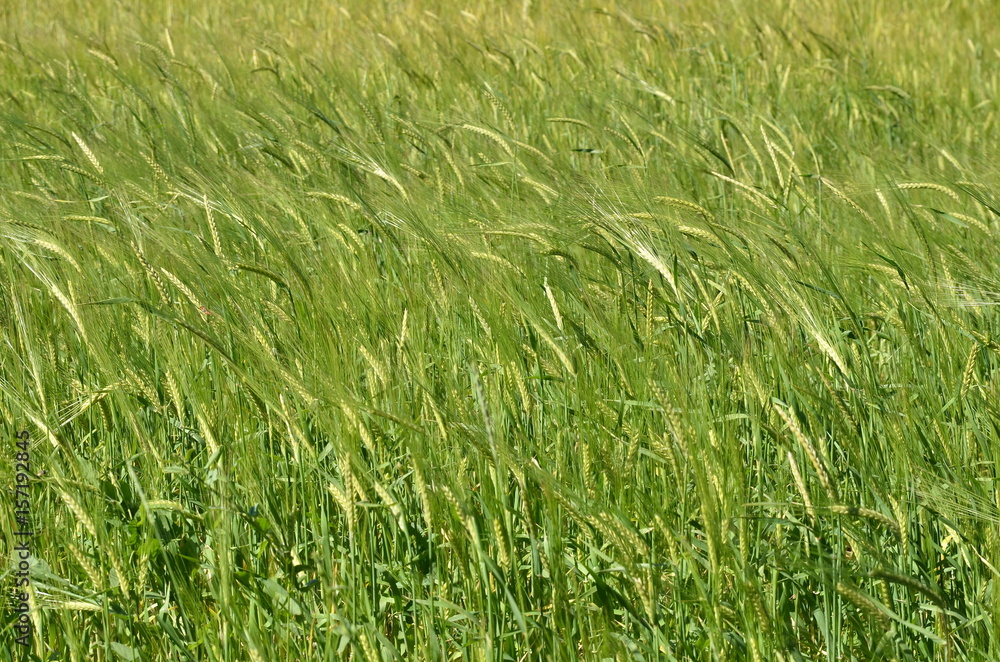 Obraz premium Photo of green grass with spikelets