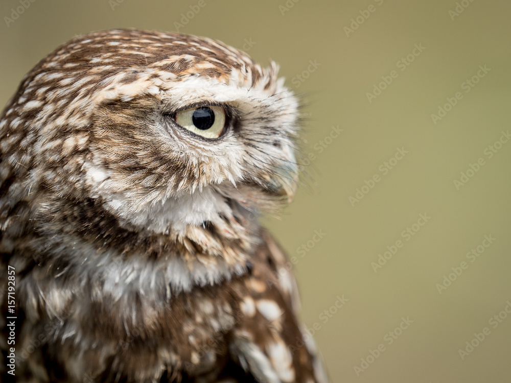 Obraz premium Closeup portrait of a little owl (Athene noctua) with big eyes