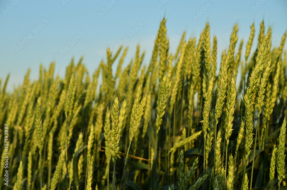 Obraz premium Green spikelets on the field under the sky