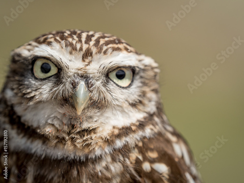 Closeup portrait of a little owl (Athene noctua) with big eyes