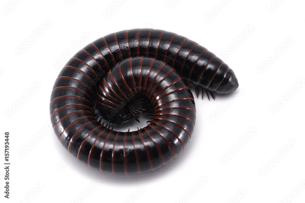 millipede isolated on white background millipede isolated on white background