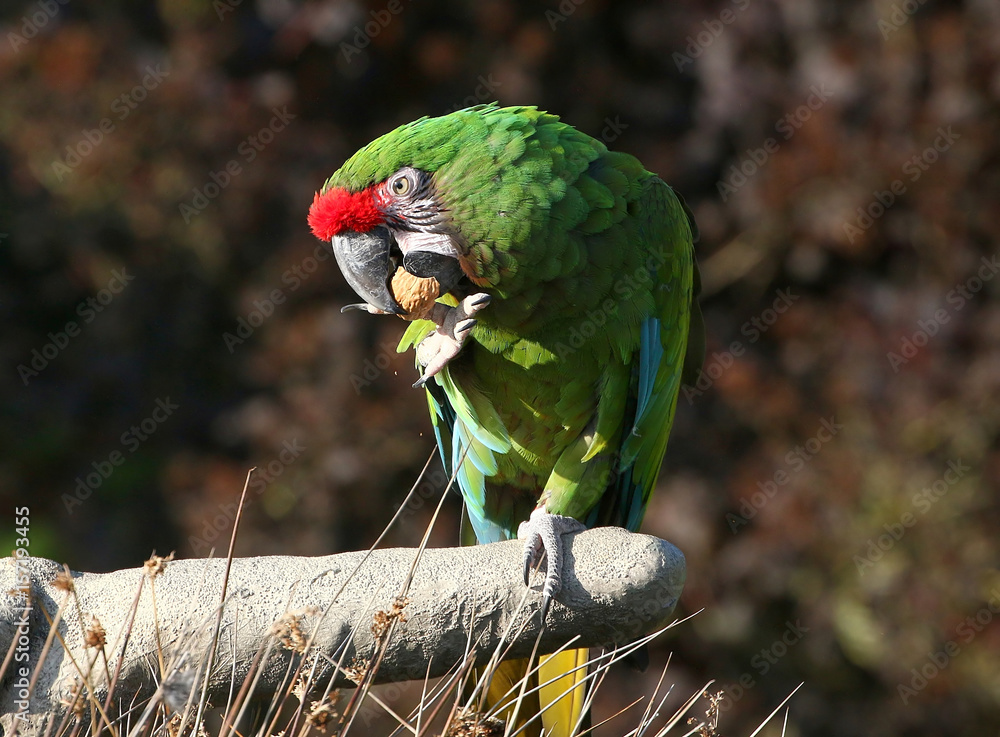 Fototapeta premium Mexican / South American Military macaw (Ara militaris) cracking and eating a walnut.