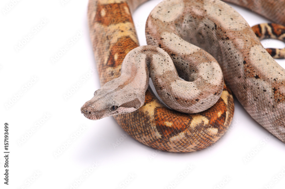 Fototapeta premium Boa imperator Hog island isolated on white background
