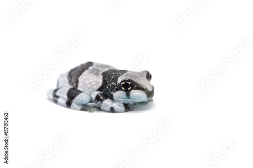 Baby frog isolated on white background © Dmitry