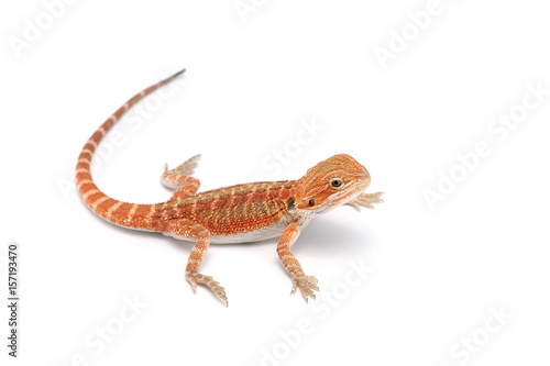 red Bearded Dragon isolated on white background © Dmitry