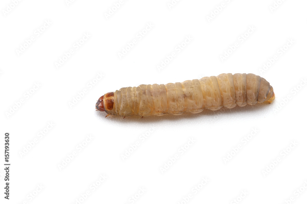 the larva of a beetle isolated on white background the larva of a beetle isolated on white background