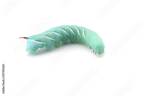 the larva of a butterfly isolated on white background