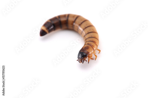 the larva of a beetle isolated on white background 