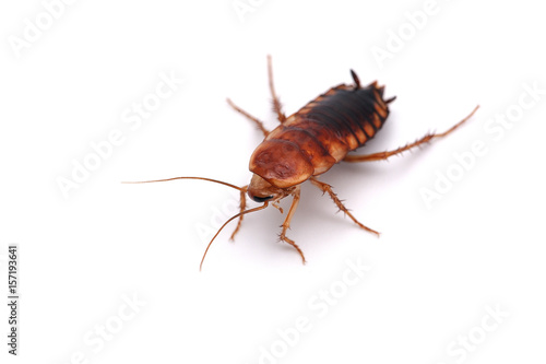 giant cockroach isolated on white background
