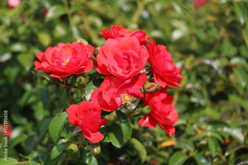 Flowers of red climbing rose 