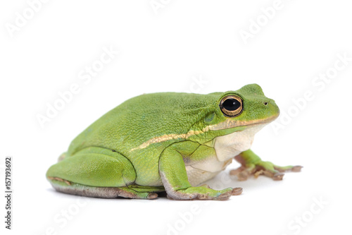 Baby frog isolated on white background