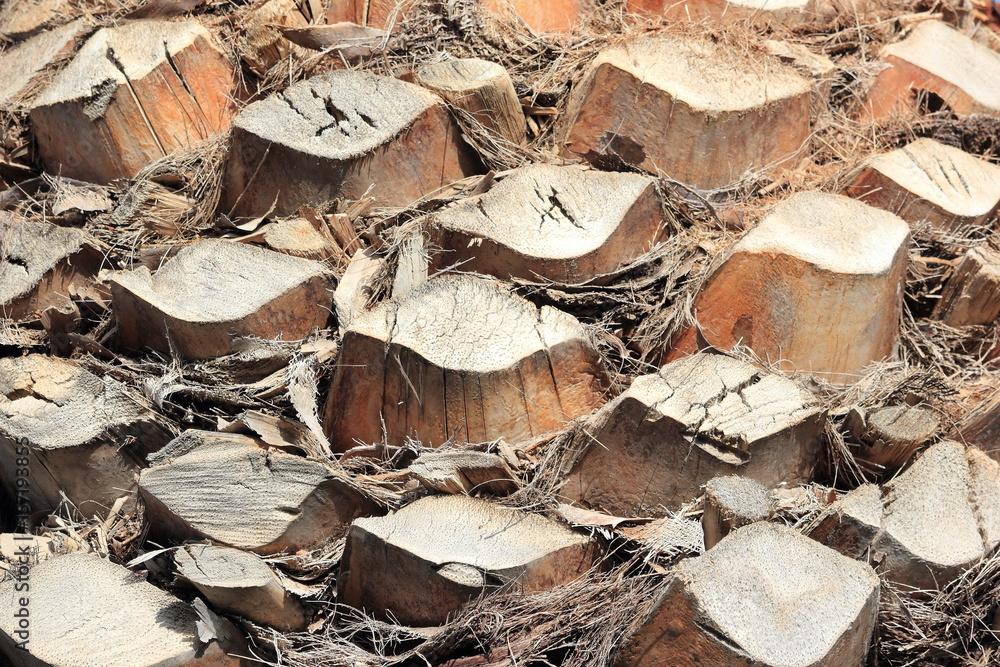 Palm tree bark, texture. Palm tree bark, texture.
