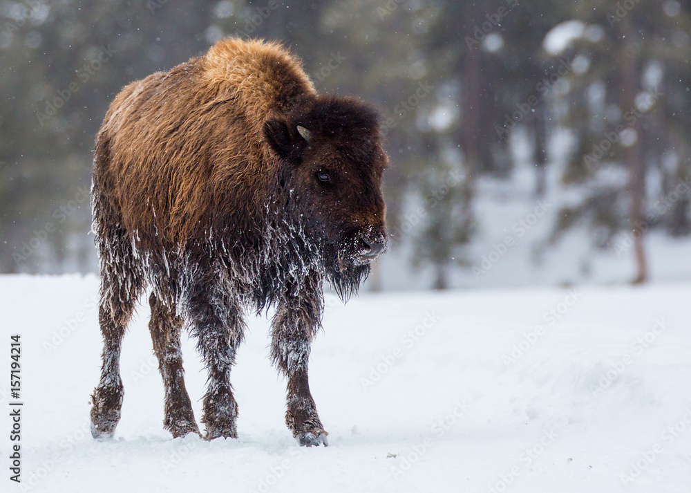 Bison Calf Looks Cold In Snow Bison Calf Looks Cold In Snow