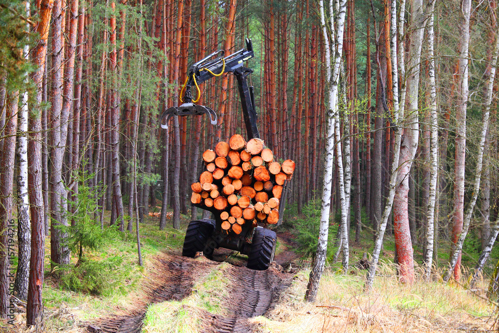 Lumberjack with modern harvester working in a forest. Wood as a source renewable energy. 