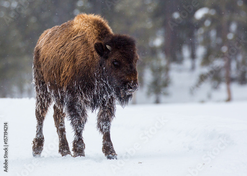 Bison Calf Looks Cold In Snow