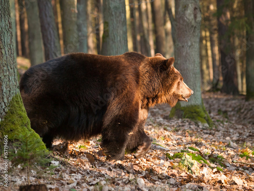 Common brown bear walk in forest in springtime - Ursus arctos