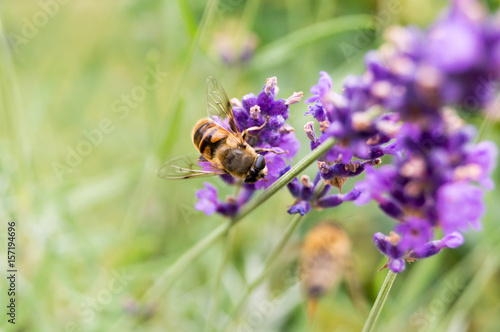 Biene an einer Lavendelblüte