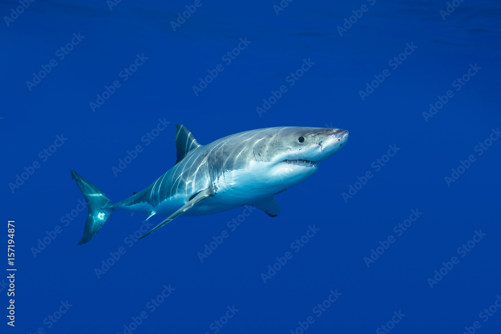Fototapeta premium Great white shark