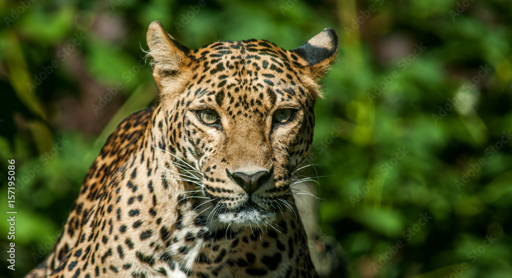 Taunting the Leopard Taunting the Leopard