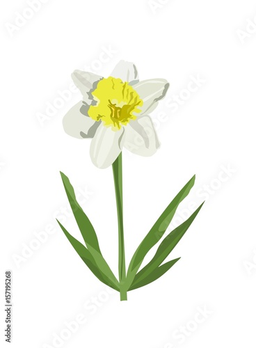 Fototapeta Naklejka Na Ścianę i Meble -  Single white narcissus,  daffodil illustration spring flower with stem and leaves isolated on white background