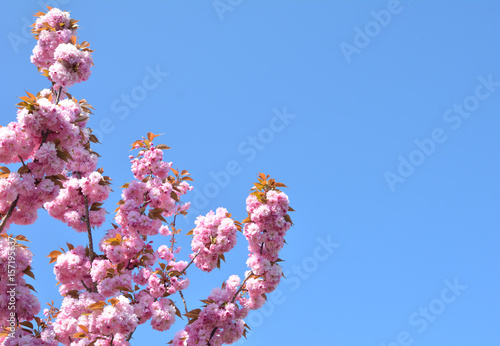 Spring pink cherry blossoms