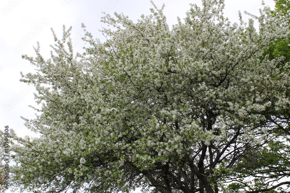Fototapeta premium Tree in spring