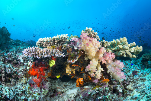 Fototapeta Naklejka Na Ścianę i Meble -  Colorful tropical reef with corals