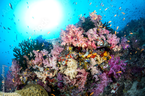 Colorful Underwater Reef