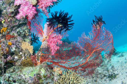 Beautiful pink tropical reef