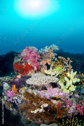 Colorful exotic reef