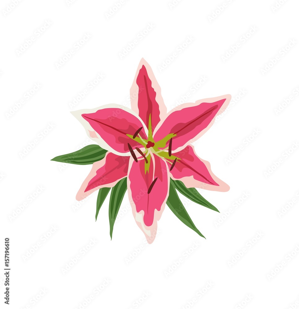 Top view hand drawn  pink lily flower. Vector illustration isolated on white background for wedding invitation and other design
