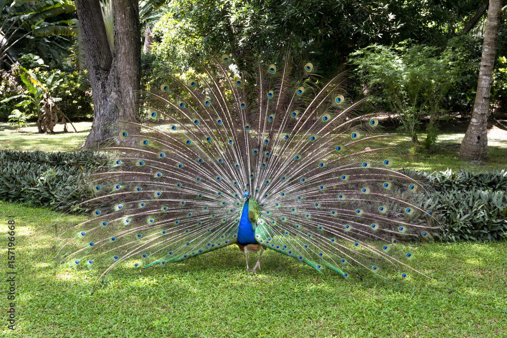 Obraz premium Peacock displaying feathers