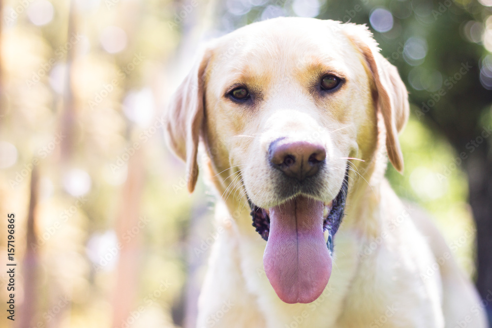 Smiling labrador dog