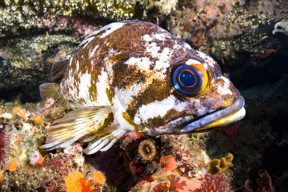 Copper rockfish Copper rockfish