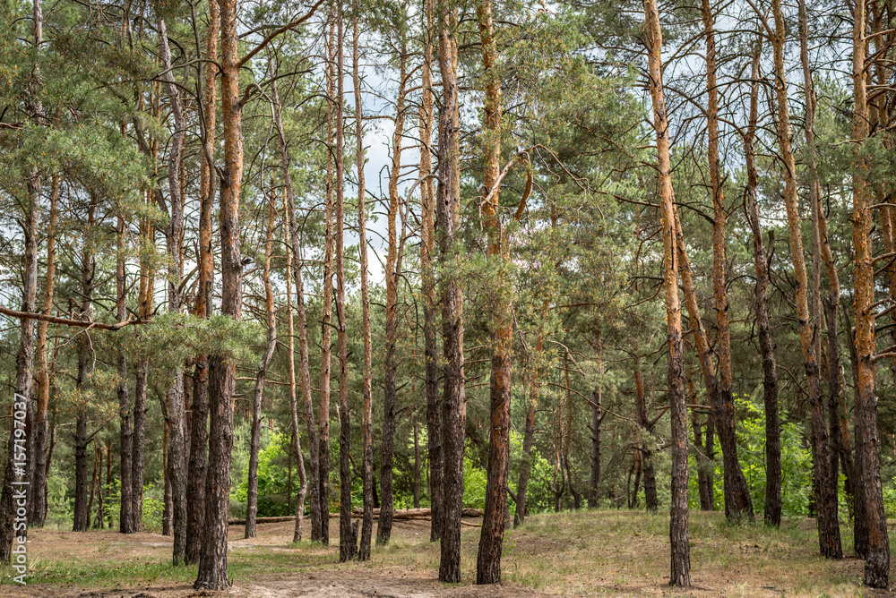 Obraz premium Background, pine forest, on the whole frame. Horizontal frame
