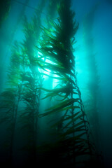 Fototapete Unterwasser Kelpwald im tiefen Ozeanwasser  © cherylvb