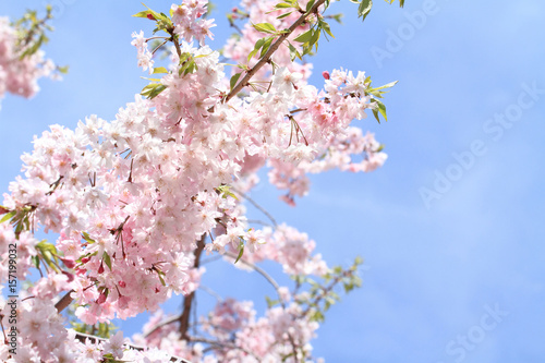 青空と桜 © ziggy