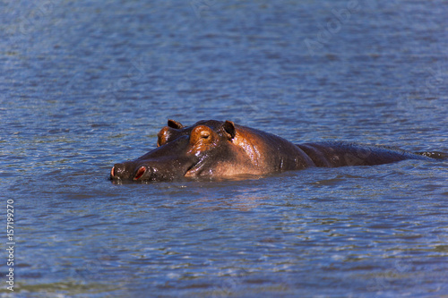 фотографія Hippo in the river  Tanzania   Africa