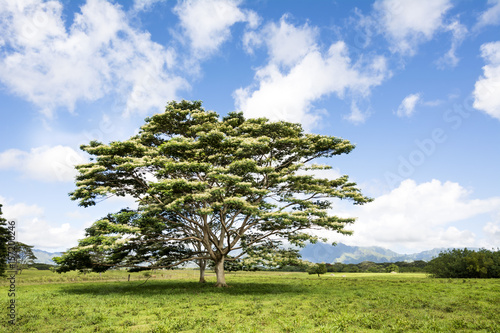 Tree in meadow photo