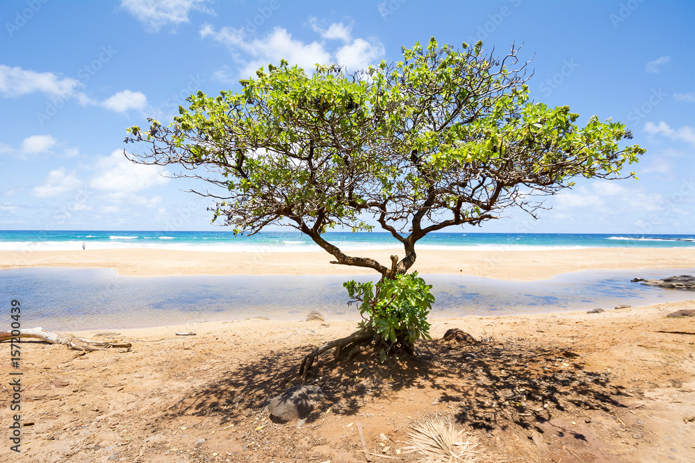 Tree growing on Hawaiian Beach Tree growing on Hawaiian Beach