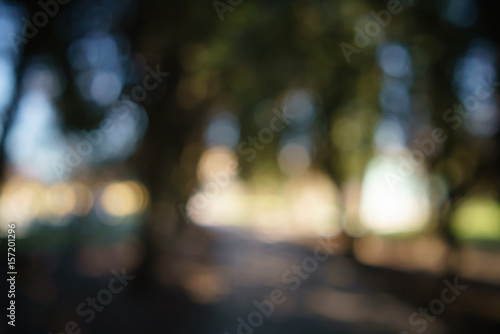 abstract green park or garden blurred background in shadow path  real lens blur