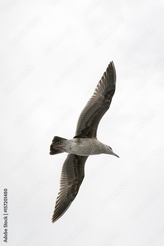 Obraz premium Seagull flying against a white sky
